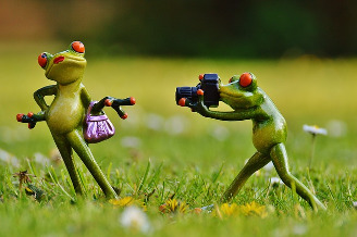 frog